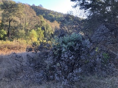 Arctostaphylos viscida pulchella