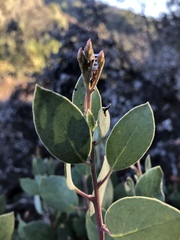 Arctostaphylos viscida pulchella