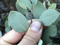 Arctostaphylos viscida pulchella