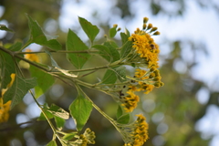Verbesina hidalgoana
