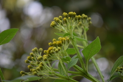 Verbesina hidalgoana