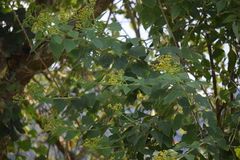 Verbesina hidalgoana