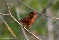 Rhytipterna holerythra