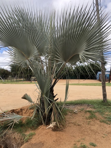 Makalani Palm
