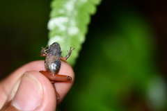 Pristimantis penelopus