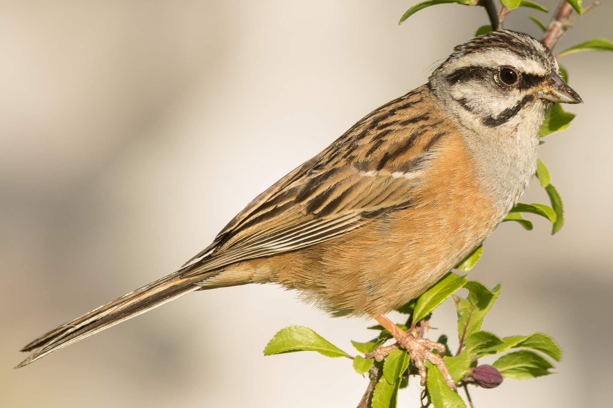 Rock Bunting