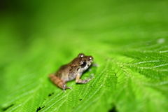 Pristimantis penelopus