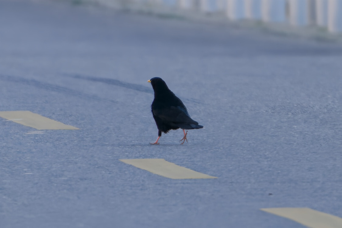 Alpine Chough