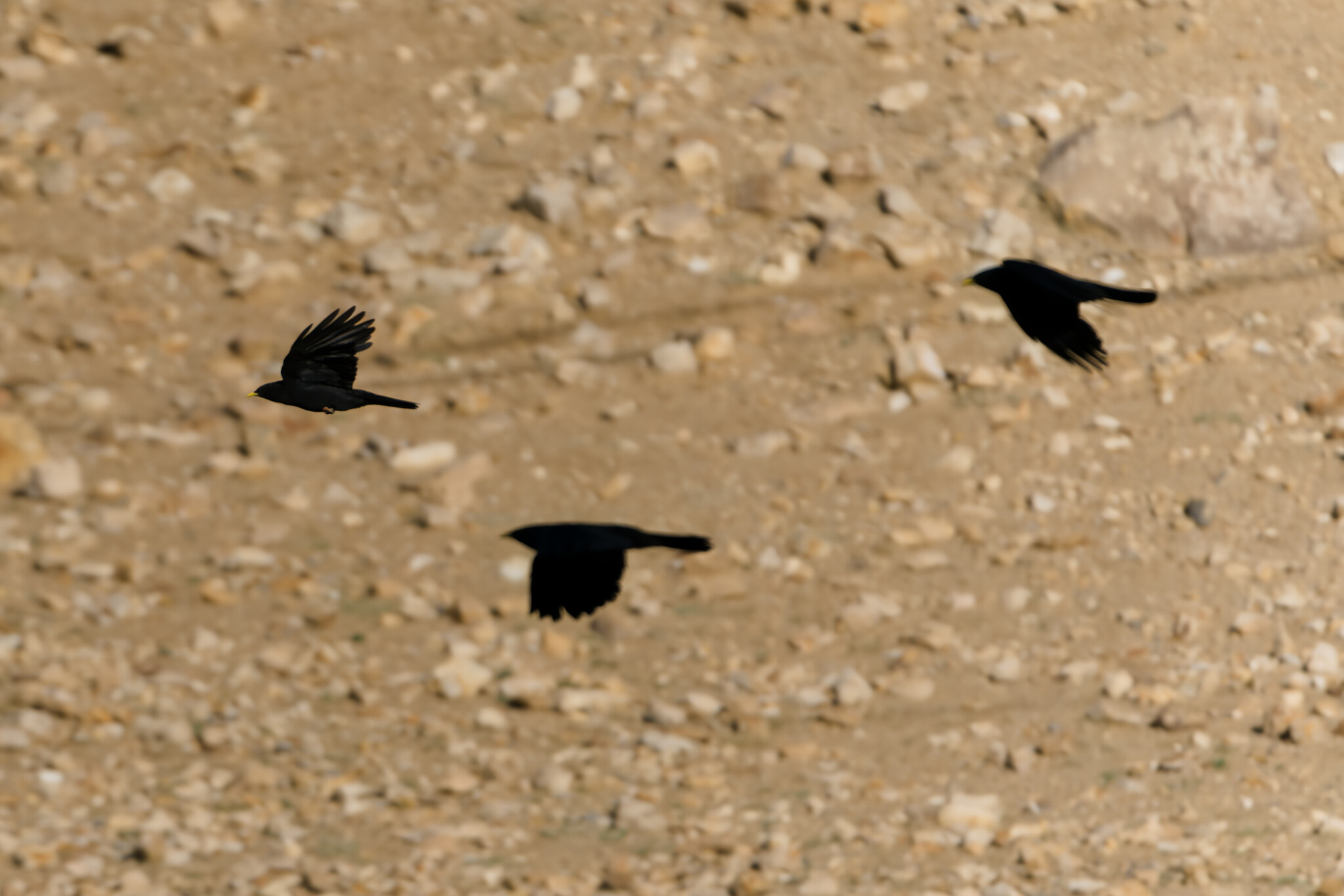 Alpine Chough