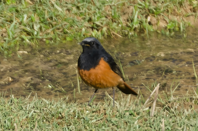 Black Redstart