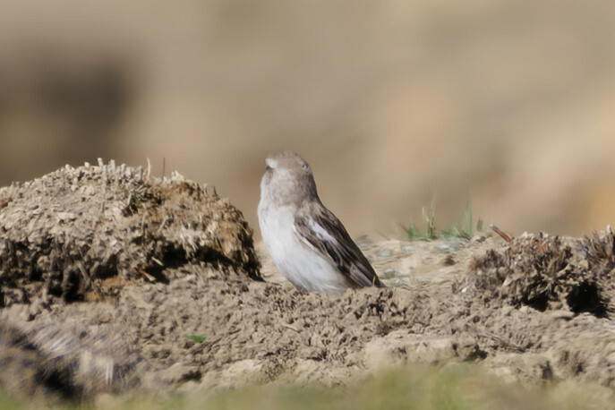 White-rumped Snowfinch