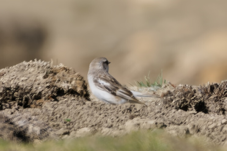 White-rumped Snowfinch