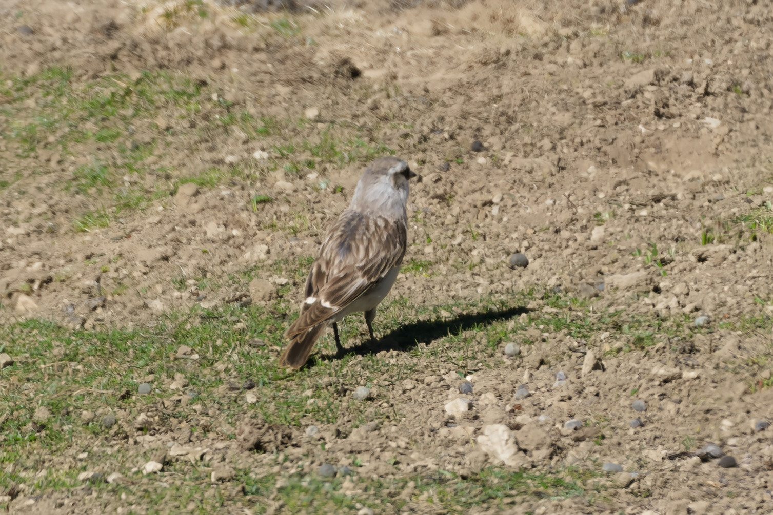 White-rumped Snowfinch