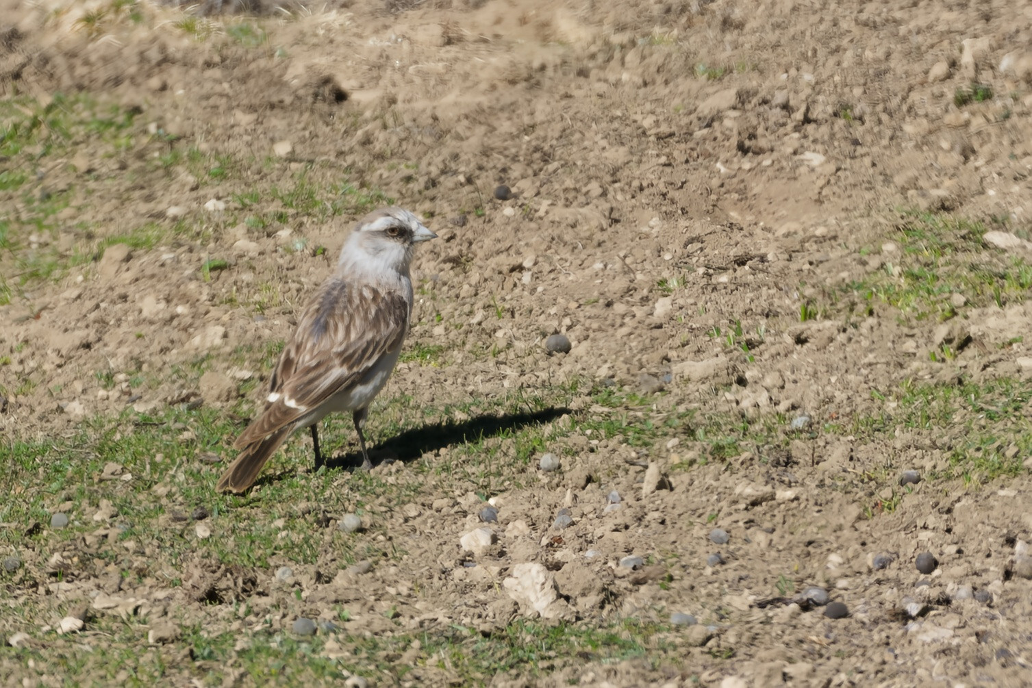 White-rumped Snowfinch
