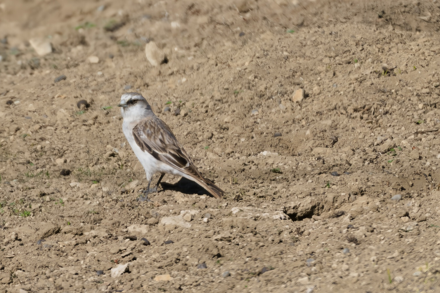 White-rumped Snowfinch (Onychostruthus taczanowskii), photo 5