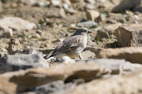 Black-winged Snowfinch (Montifringilla adamsi), photo 4