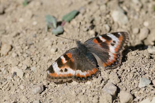 Ladakh Tortoiseshell