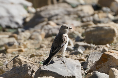 Black-winged Snowfinch (Montifringilla adamsi), photo 5