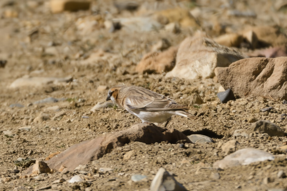 Rufous-necked Snowfinch (Pyrgilauda ruficollis), photo 5