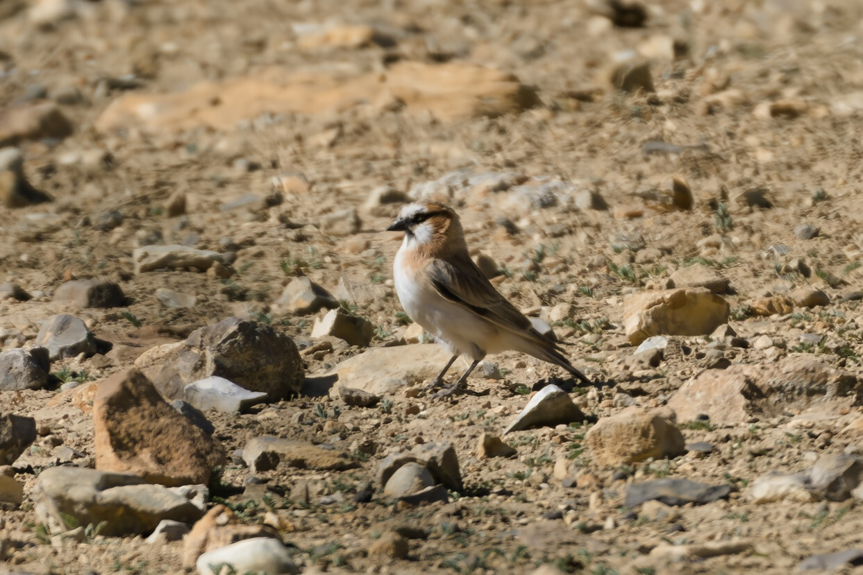 Rufous-necked Snowfinch (Pyrgilauda ruficollis), photo 4