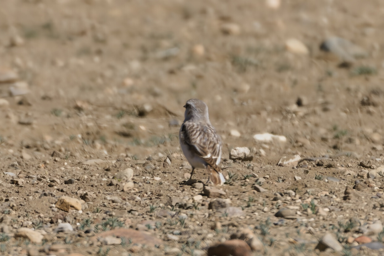 White-rumped Snowfinch