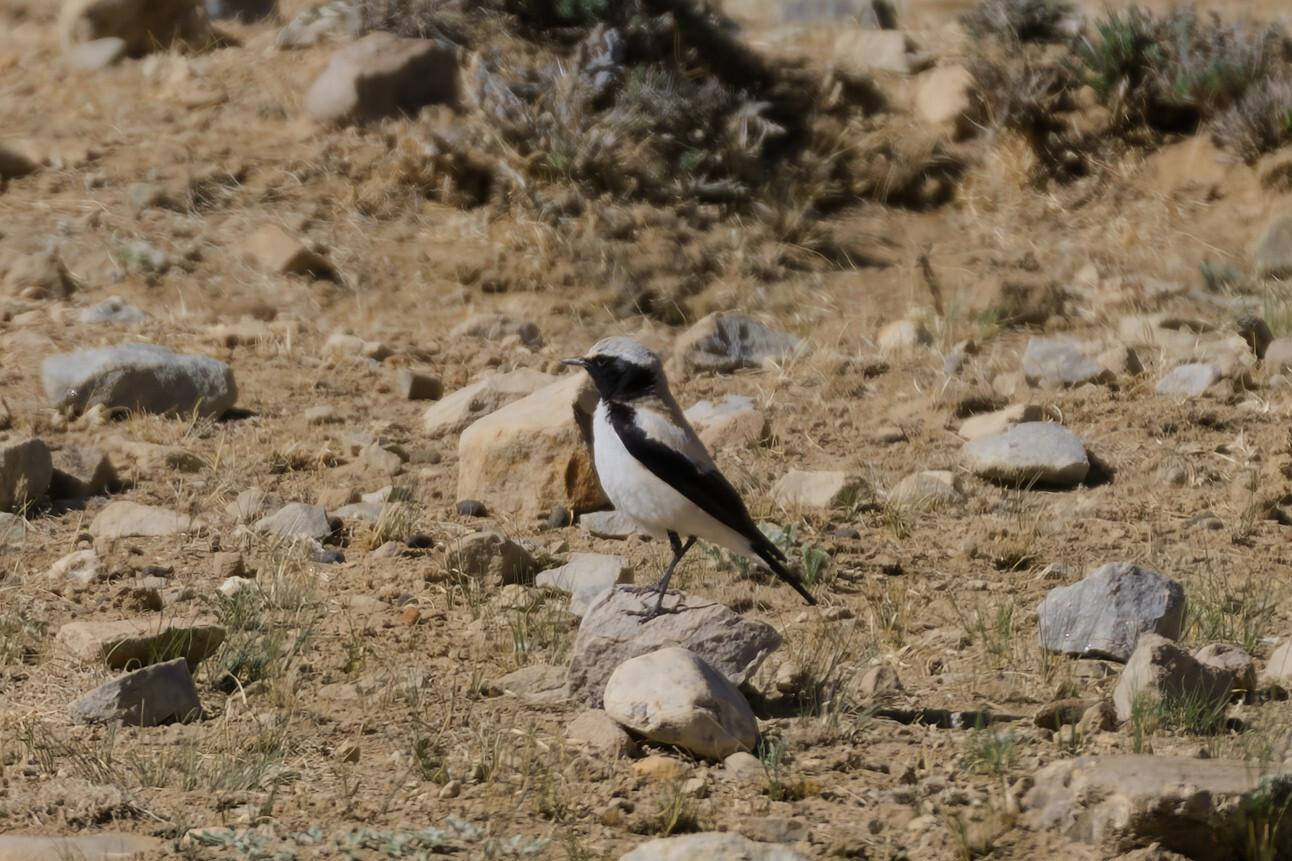 Desert Wheatear