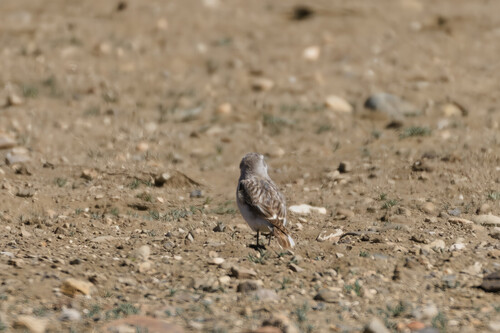White-rumped Snowfinch (Onychostruthus taczanowskii), photo 6