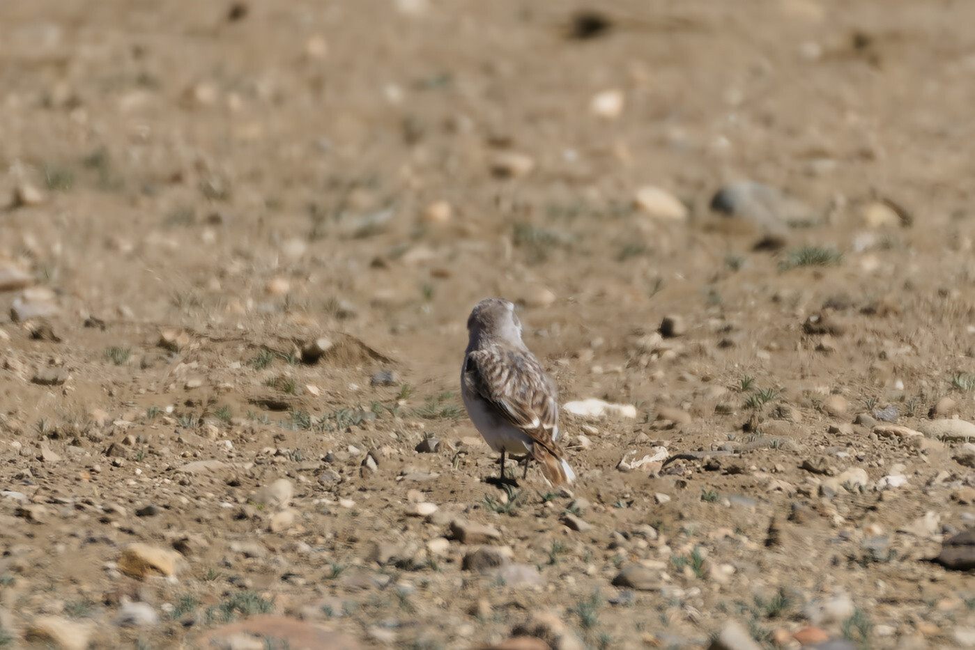 White-rumped Snowfinch