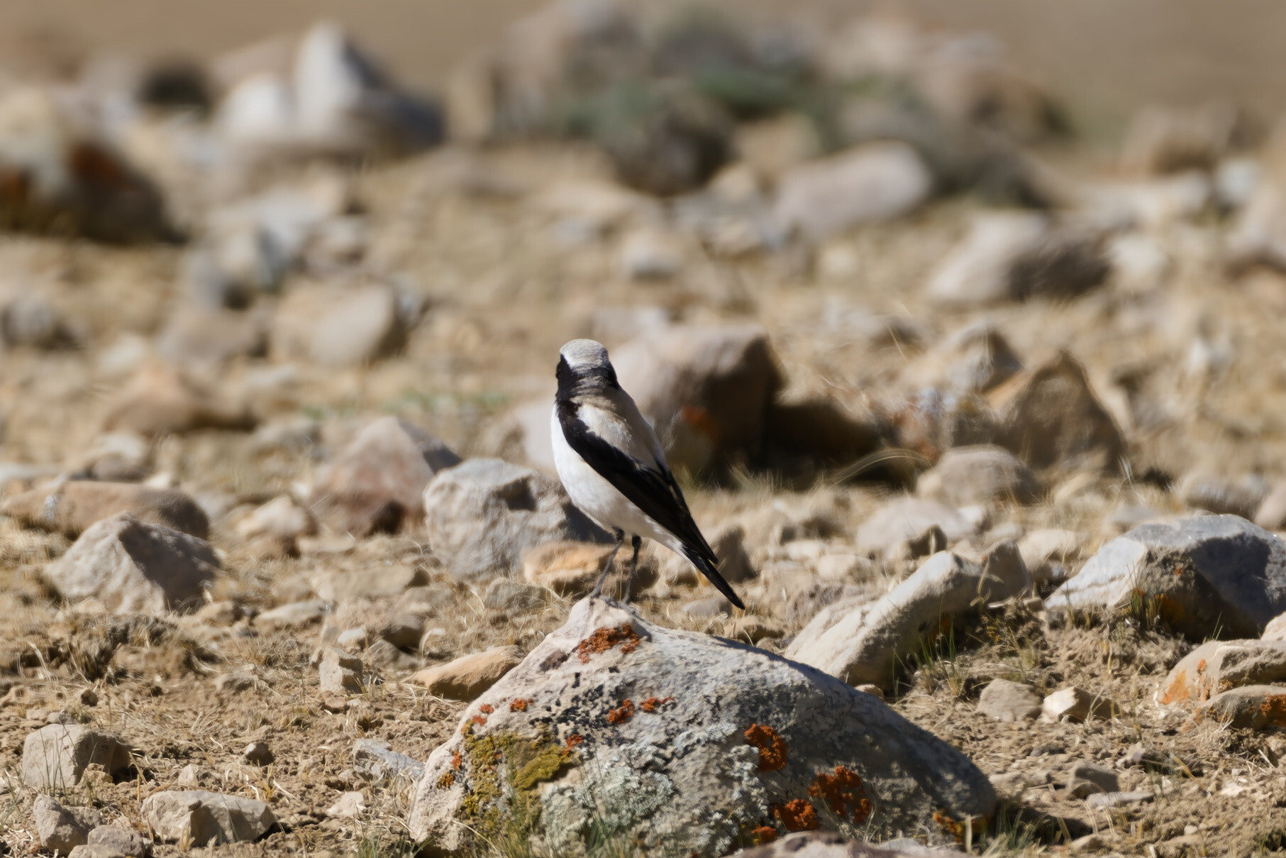 Desert Wheatear