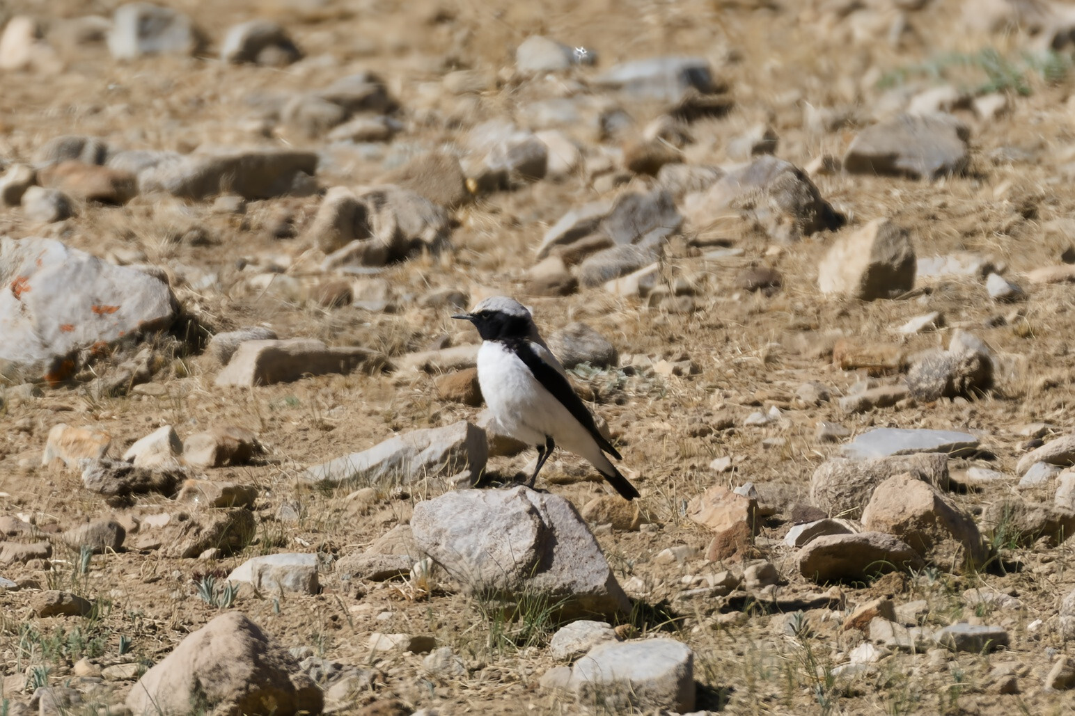 Desert Wheatear