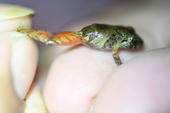 Pristimantis penelopus