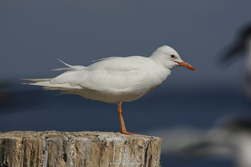 Laughing Gull｜笑鸥 参考照片