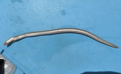 Derby Snake-Eel photo 1