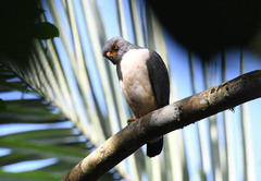 Leucopternis semiplumbeus