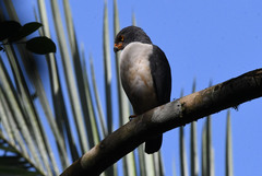Leucopternis semiplumbeus