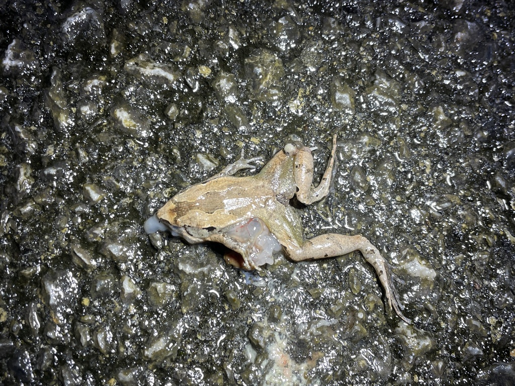 Japanese Rice Frog Okinawa Rice Frog in December 2025 by Pin-Tsen JIN. roadkill · iNaturalist