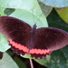 Mariposa de Borde Rojo - Photo (c) Francisco Farriols Sarabia, algunos derechos reservados (CC BY)