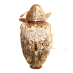 Lignyodes pallidus