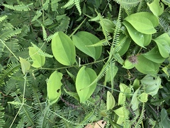 Smilax setosa