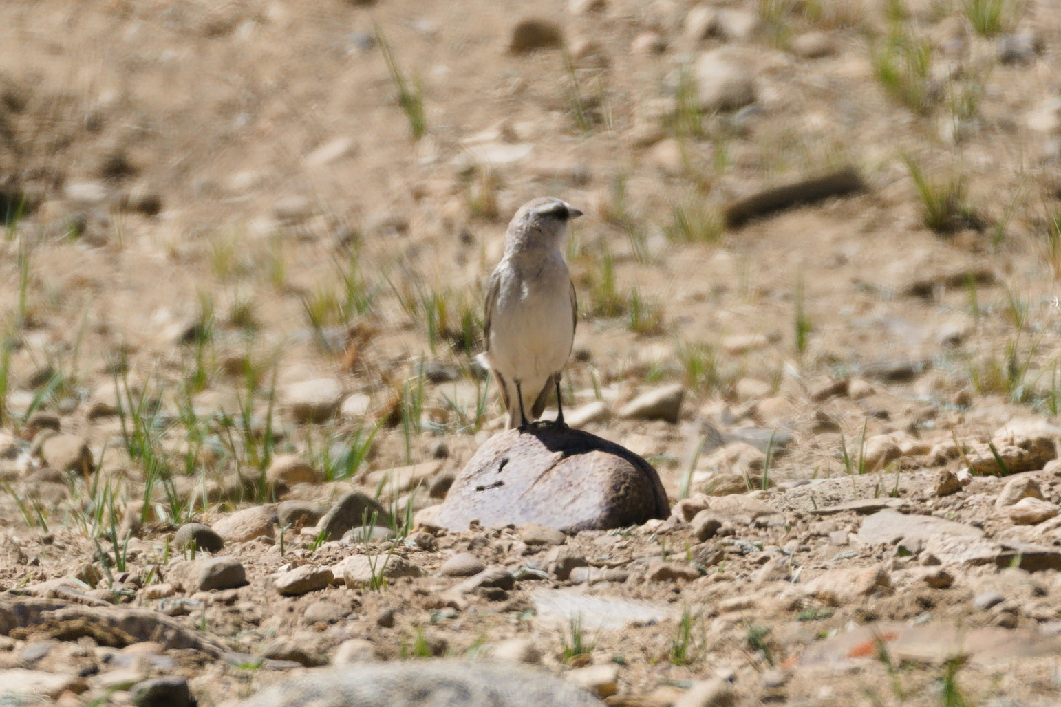 White-rumped Snowfinch (Onychostruthus taczanowskii), photo 9