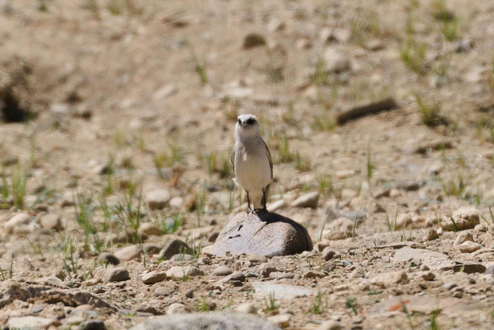 White-rumped Snowfinch (Onychostruthus taczanowskii), photo 8