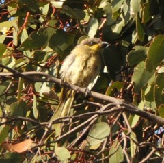 Lichenostomus cratitius