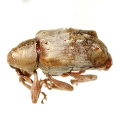 Lignyodes pallidus