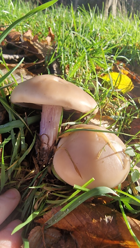 Collybia personata · December 2025 · photo: © fungiary (iNaturalist, cc0)