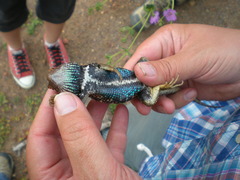 Sceloporus zosteromus