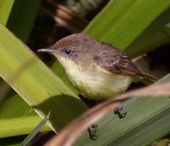 Pseudocolopteryx flaviventris