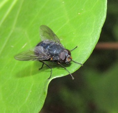 Calliphoroides antennatis
