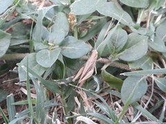 Acrididae
