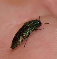 Acmaeoderini
