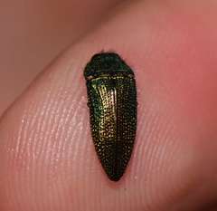 Acmaeoderini